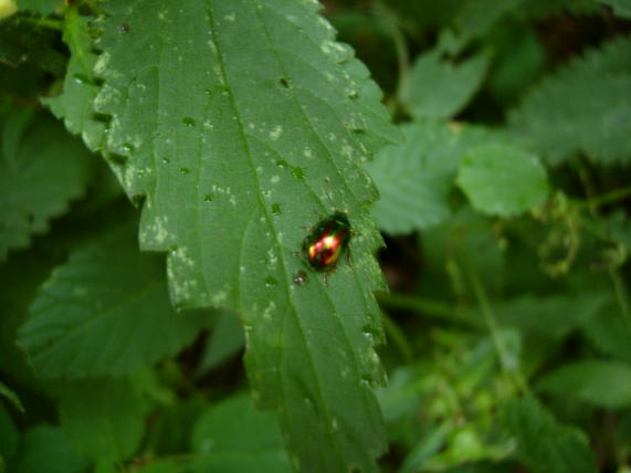 Identificazione coleotteri da Asiago